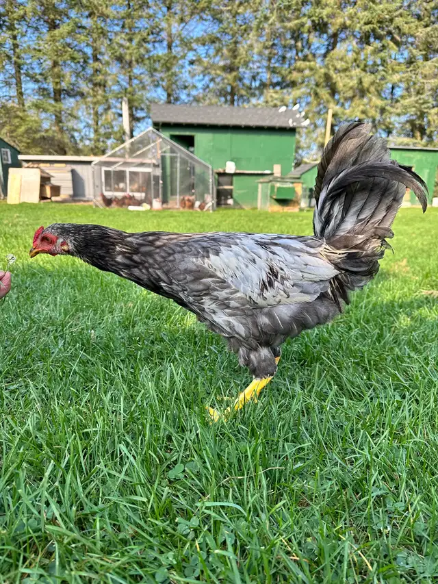 Aseel rooster for sale