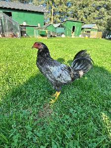 Aseel rooster for sale - Photo 2