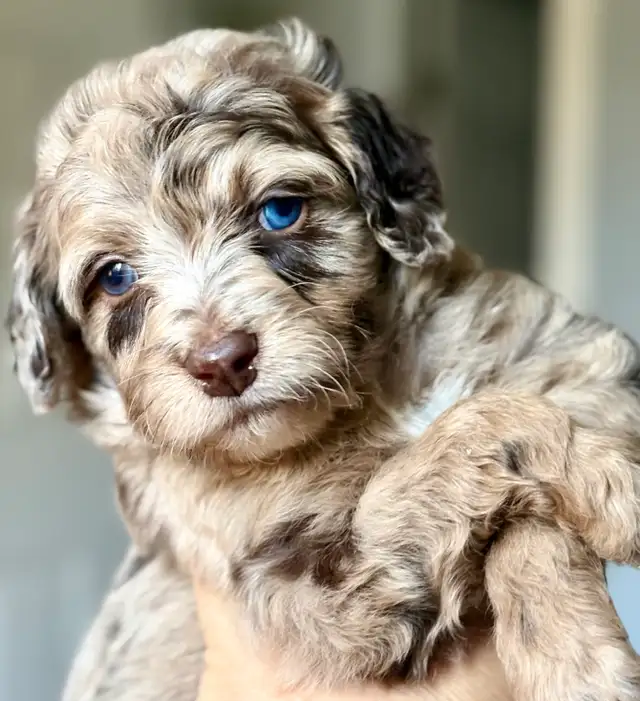 toy/small mini Aussiedoodles