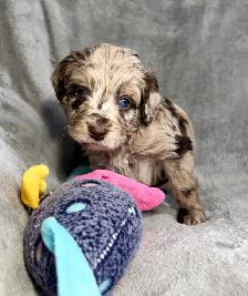 toy/small mini Aussiedoodles - Photo 2