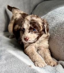 toy/small mini Aussiedoodles - Photo 3