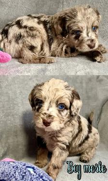 toy/small mini Aussiedoodles - Photo 4