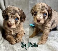 toy/small mini Aussiedoodles - Photo 5