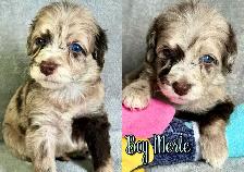 toy/small mini Aussiedoodles - Photo 6