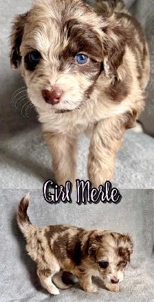 toy/small mini Aussiedoodles - Photo 7