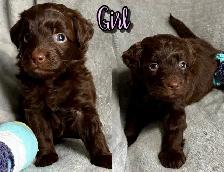 toy/small mini Aussiedoodles - Photo 8