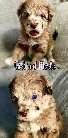 toy/small mini Aussiedoodles - Photo 9