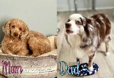 toy/small mini Aussiedoodles - Photo 10