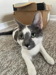 Female Cat