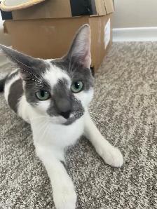 Female Cat - Photo 2