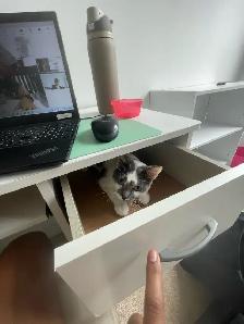 Female Cat - Photo 3