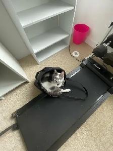 Female Cat - Photo 4