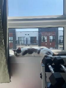 Female Cat - Photo 5
