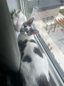 Female Cat - Photo 6