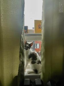 Female Cat - Photo 7
