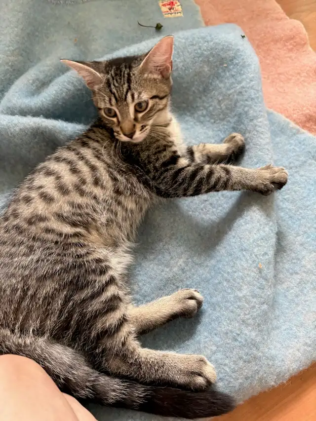 Chatons femelles ne le 26 mai 2026 en super sante  $ 125.
