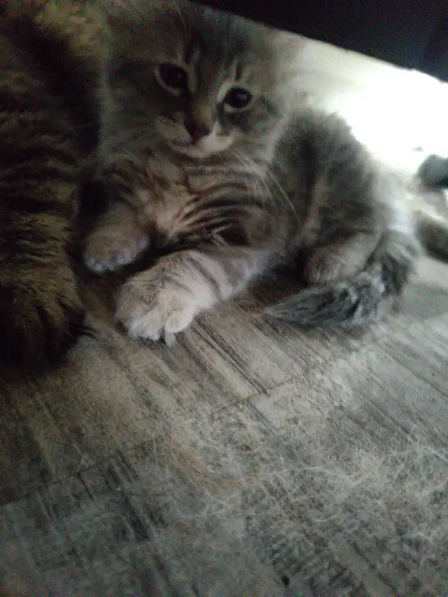 3 Siberian kittens