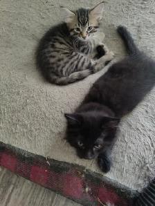 3 Siberian kittens - Photo 2