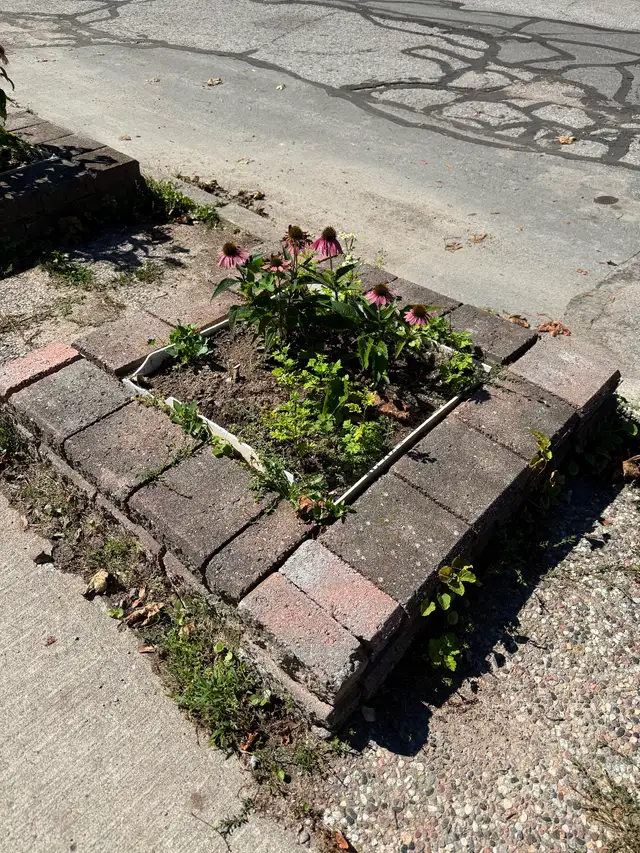 Flowerbeds & Perrenials