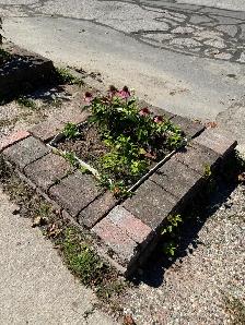 Flowerbeds & Perrenials