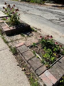 Flowerbeds & Perrenials - Photo 2