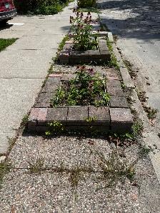 Flowerbeds & Perrenials - Photo 4