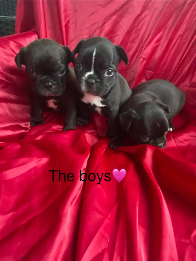 Frenchton’s