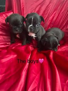 Frenchton’s