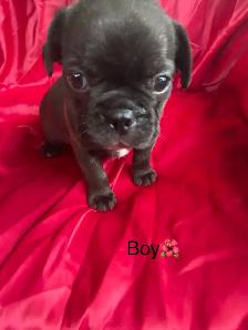 Frenchton’s - Photo 6