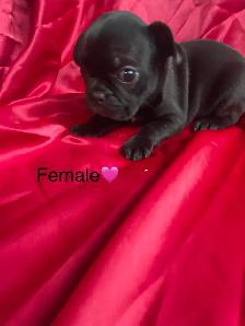 Frenchton’s - Photo 8
