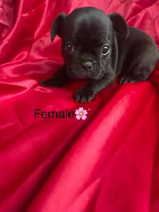 Frenchton’s - Photo 9