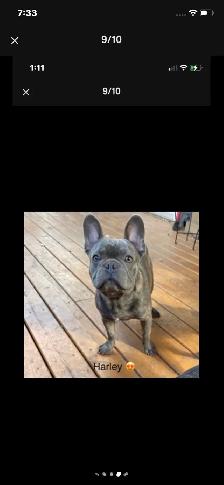 Frenchton’s - Photo 10