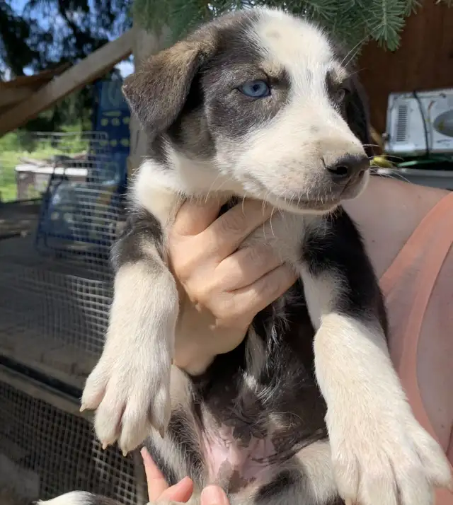 Chiots Eurohound