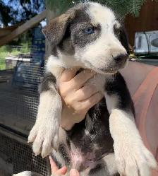 Chiots Eurohound