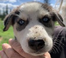 Chiots Eurohound - Photo 2