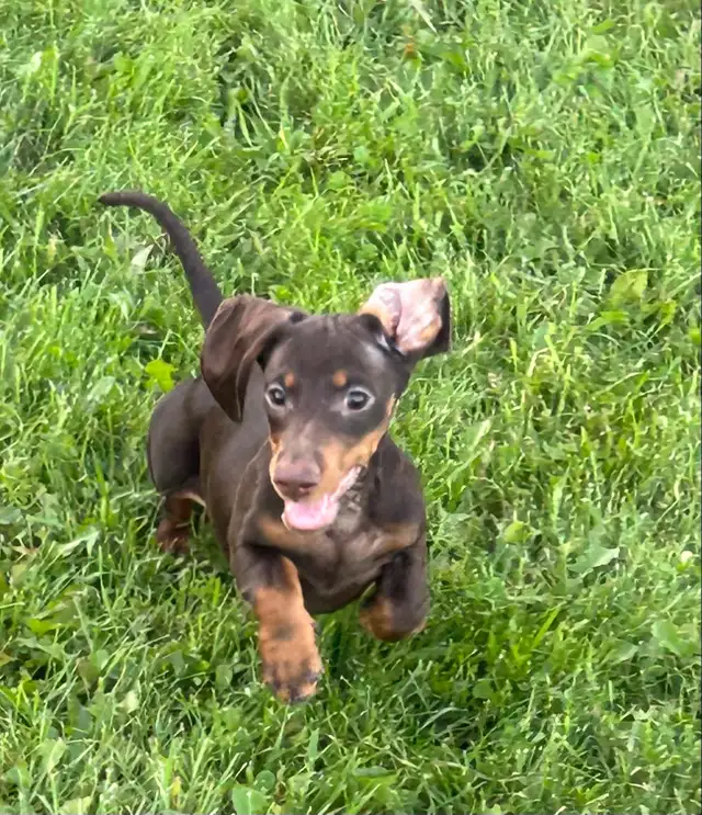 Male Miniature Dachshund Puppy