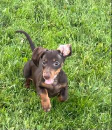 Male Miniature Dachshund Puppy