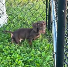 Male Miniature Dachshund Puppy - Photo 2