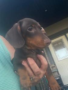 Male Miniature Dachshund Puppy - Photo 3