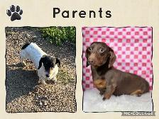 Male Miniature Dachshund Puppy - Photo 4