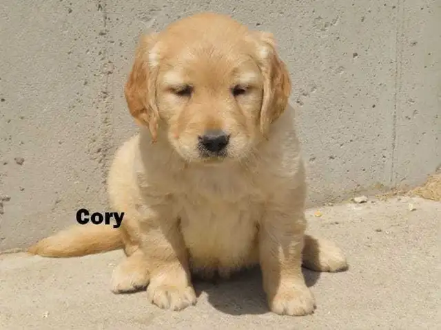 Goldador puppies