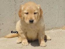 Goldador puppies