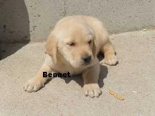 Goldador puppies - Photo 2