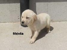 Goldador puppies - Photo 3