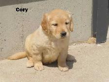 Goldador puppies - Photo 4