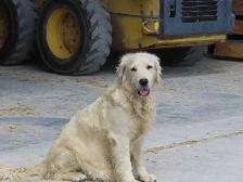 Goldador puppies - Photo 5