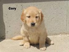 Goldador puppies - Photo 6