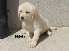 Goldador puppies - Photo 7