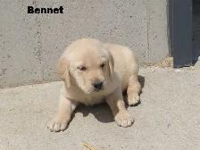 Goldador puppies - Photo 8
