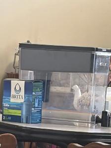 Water filter and container